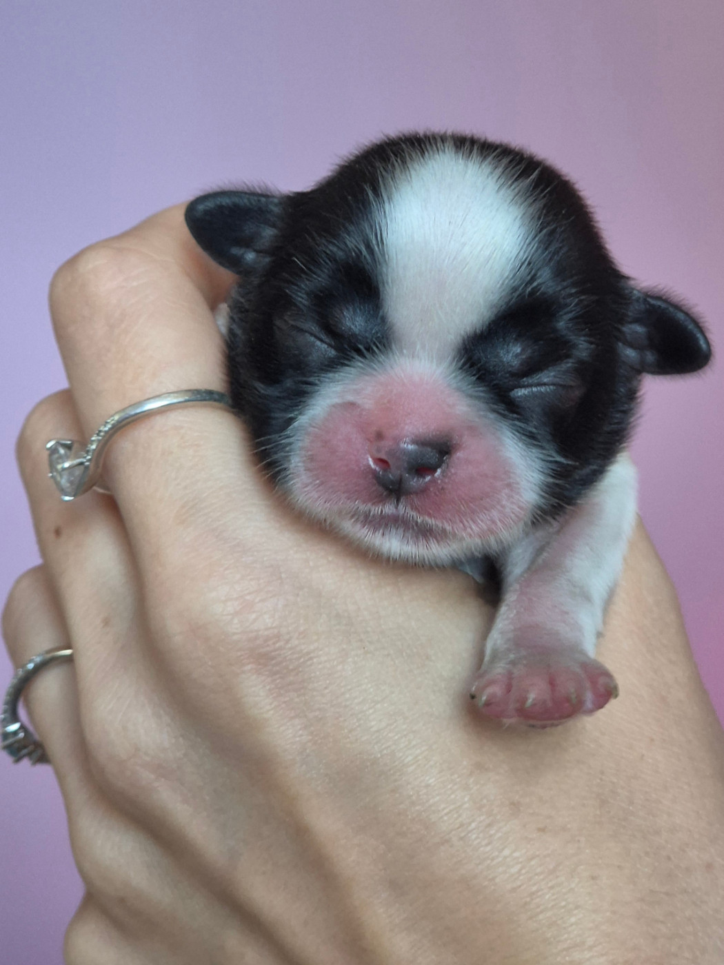 Du Paradis Des Violettes - Chiots disponibles - Shih Tzu
