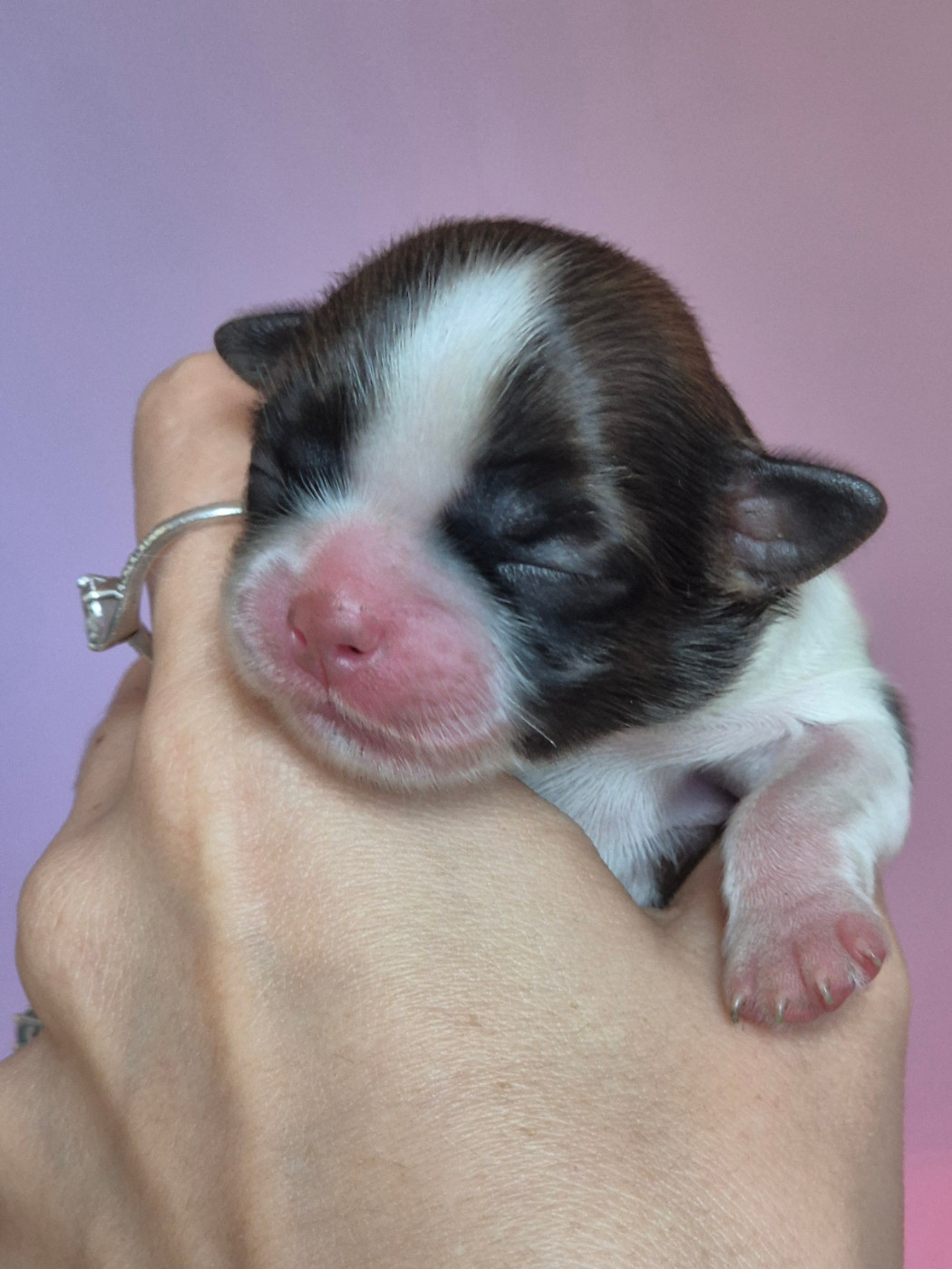 Du Paradis Des Violettes - Chiots disponibles - Shih Tzu