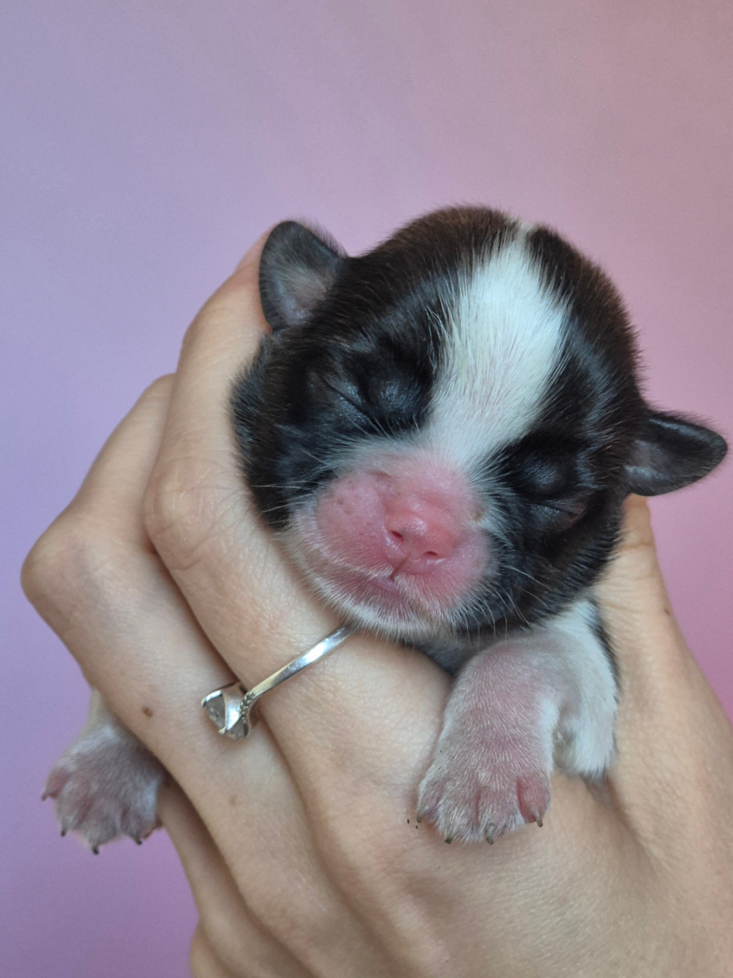 Du Paradis Des Violettes - Chiots disponibles - Shih Tzu
