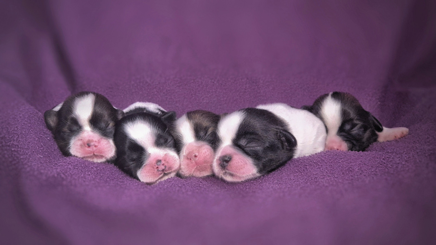 Chiot Shih Tzu Du Paradis Des Violettes